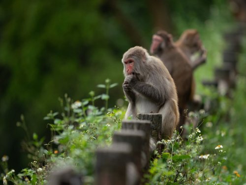 Hong Kong Man Fighting For Life After Monkey Attack: More About Deadly 'Herpes B' Virus