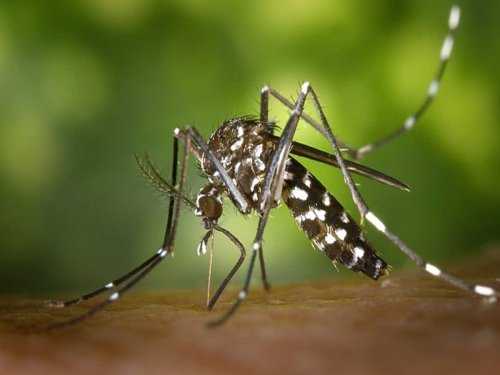 Asian Tiger Mosquito Fear Looms In Paris, City Fumigated: Know More About The Deadly Biter
