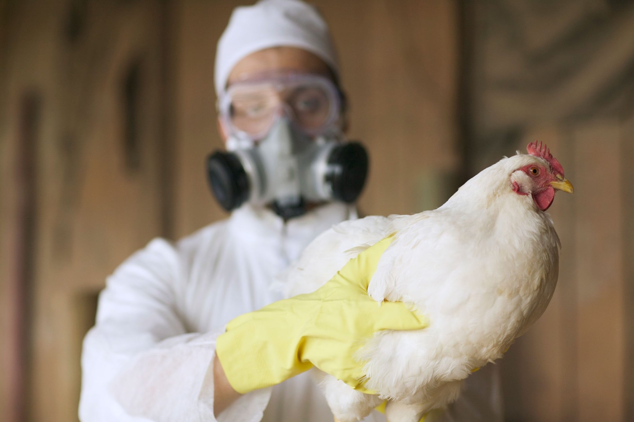 What Is Avian Influenza? Is This Bird Flu Something People Can Get?