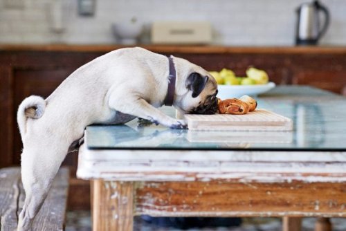 a-list-of-foods-dogs-can-t-eat-and-how-to-react-if-they-do-from