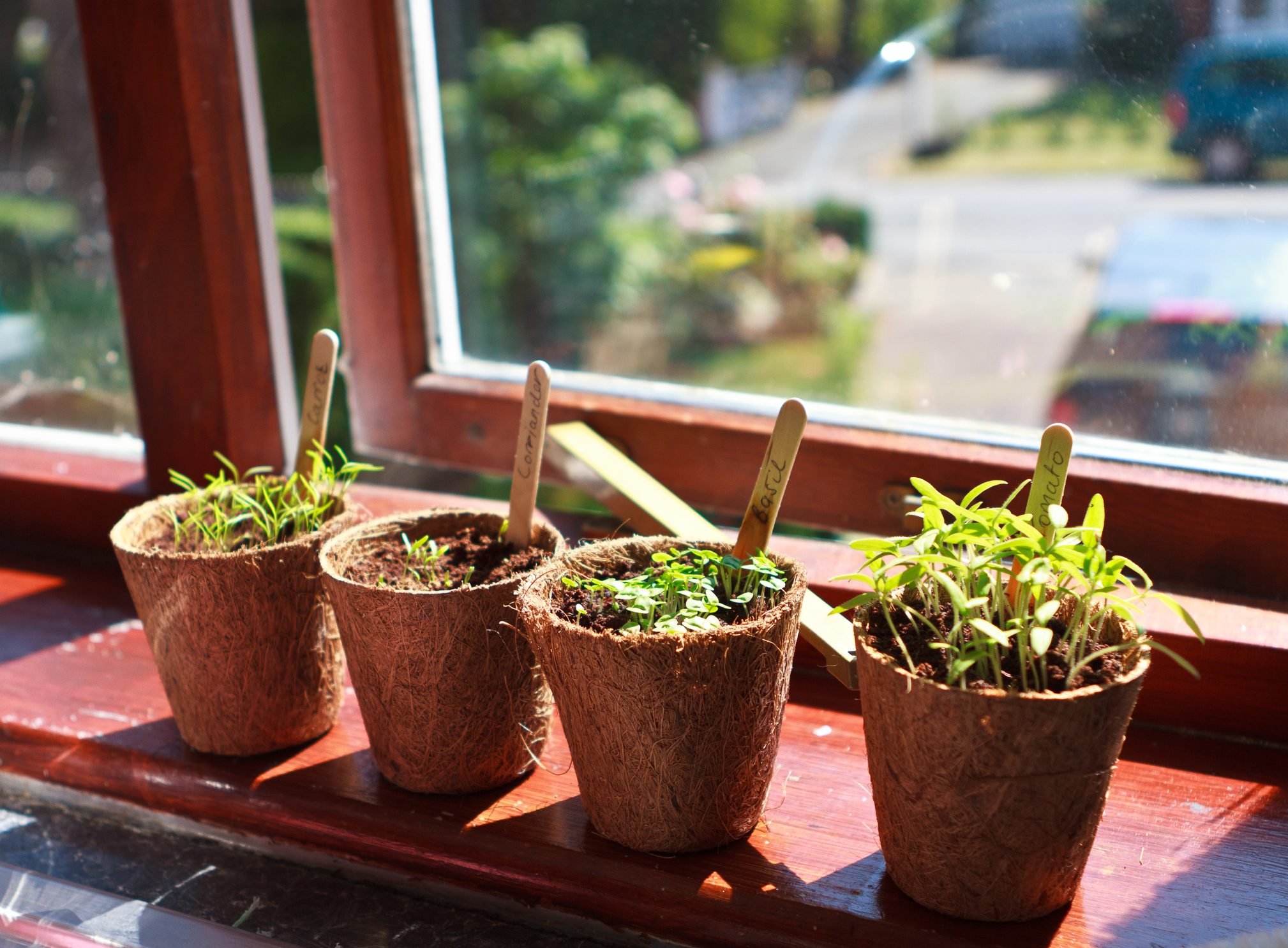 4 Easy Ways to Grow Indoor Herbs and Veggies