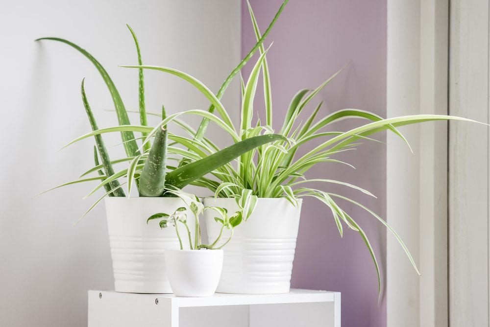 The Best Air-Cleaning Plants, According to NASA