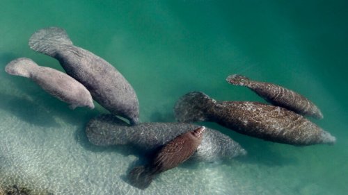 Officials say starving manatees in Florida have begun to consume emergency lettuce