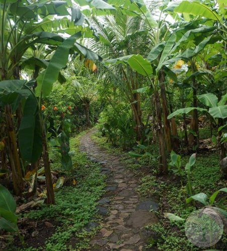 How to Build a Food Forest Step by Step * The Homesteading Hippy