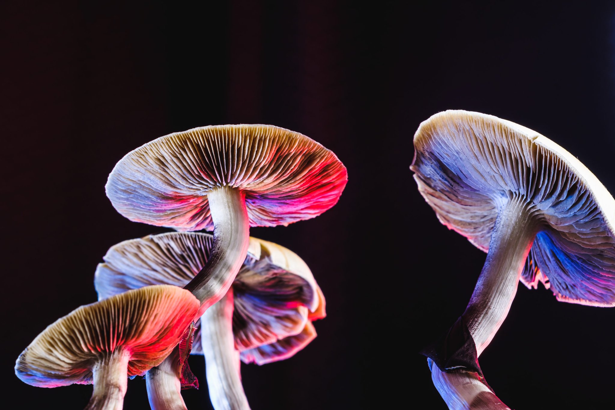 The psychedelic mushroom biz is simmering - The Hustle