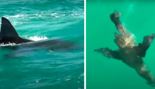 Great White Shark Chases Down Seal Pup and Gives Spectators Ultimate Biology Lesson | The Inertia