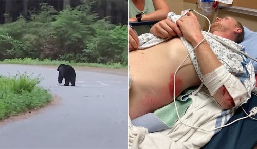 Canadian Cyclist Sent to Hospital After He T-Boned a Black Bear