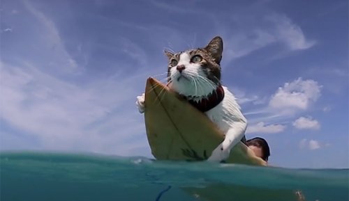 A Surfing Cat? Meet Hokule'a, the Hawaiian Feline Who Loves the Water