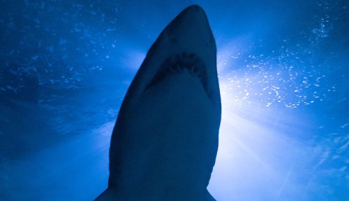 Financial Analysis Values Single Great White Shark at $1.08M