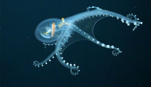 Rare 'Glass Octopus' Caught on Camera by Stunned Researchers