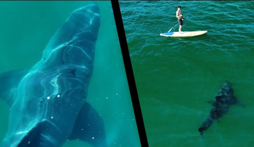 Check Out the Size of This Great White Shark as It Examines a Stand-Up Paddler