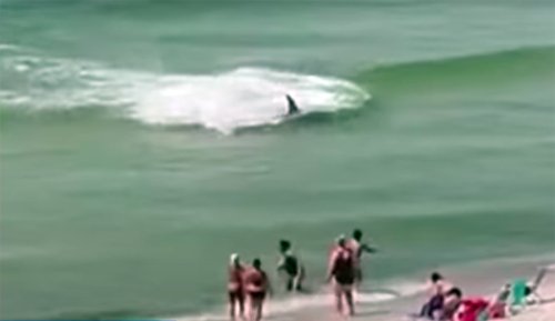 Yes, Sharks Sprint: Large Hammerhead Gives Beachgoers Biology Lesson Just Feet From Shore | The Inertia