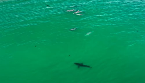 Drone Footage Gives Eye-Opening View of Dolphins and Great White Sharks Interacting | The Inertia
