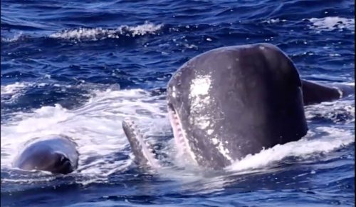 Sperm Whales Seen Releasing Torrent of Poop to Ward Off Orca Hunting Party