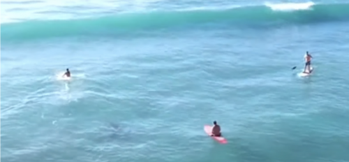 Drone Captures Giant Shark Swimming Amongst Surfers at Ewa Beach | The Inertia