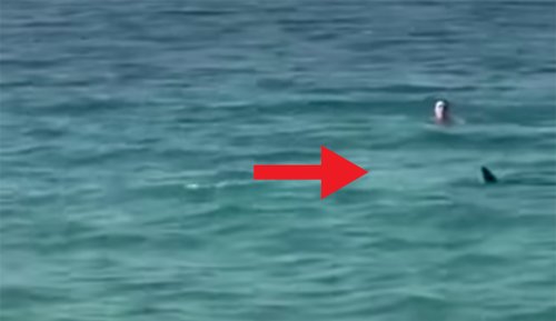 Large Shark Cuts Woman Off From Beach In Terrifying Scenario