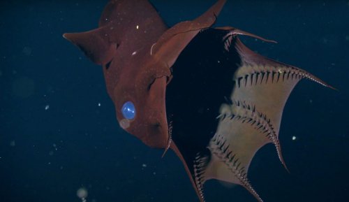 8 Minutes of Deep Sea Creatures in Stunning 4K