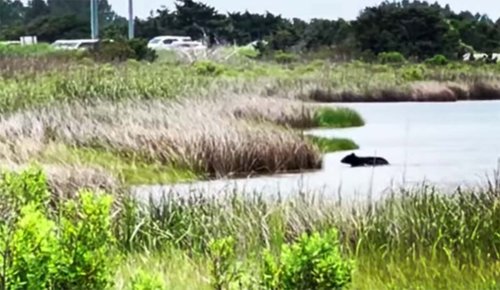 Black Bears Spotted in North Carolina's OBX | Flipboard