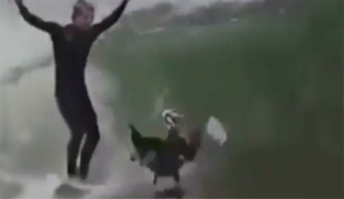 Pelican Burns Surfer Then Gets Fully Thrashed in the Tube