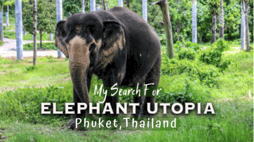 My Search for Elephant Utopia in Phuket