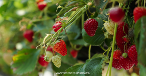 How to Grow Strawberries in Raised Beds