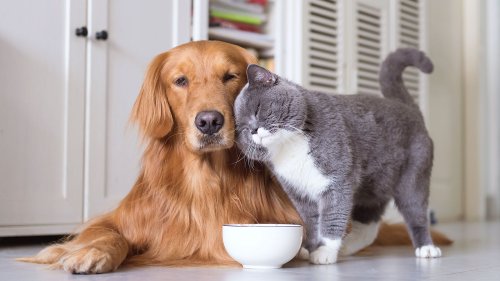 How the costs of owning a cat and dog compare