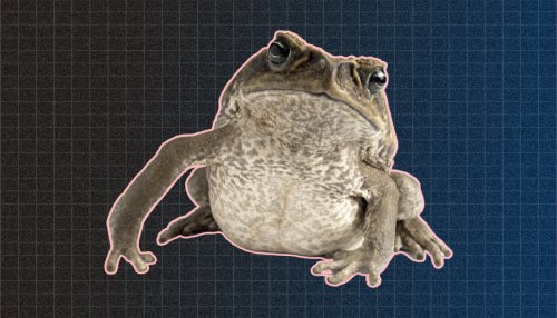 Eeek: A Mysterious Cane Toad Colony Has Arrived on Sydney’s Doorstep