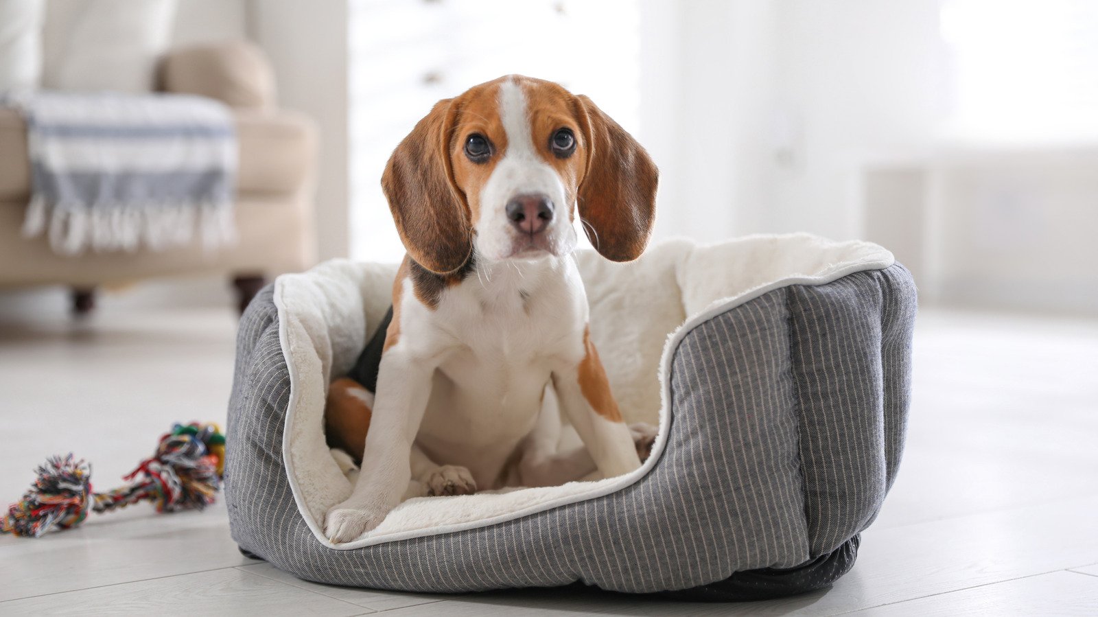 Throw Your Dog Bedding Away Immediately If You Notice This