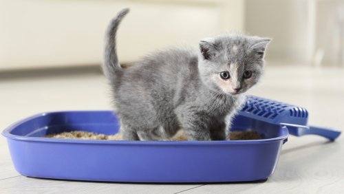 The Best Places To Put A Litter Box In Your Home