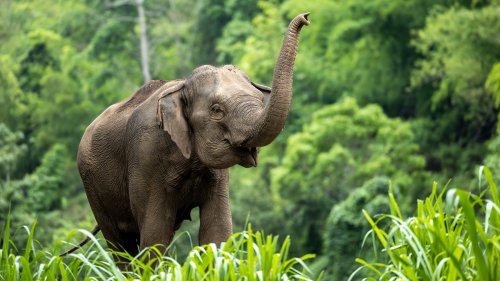 what-it-really-means-when-you-dream-about-elephants-flipboard