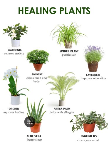 10 Healing Indoor Plants You Must Have At Home