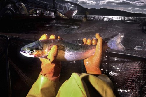Scotland has lost £100 million a year in salmon exports to EU
