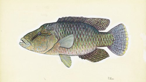 Transphobes Are Mad That the British Library Posted About a Fish That Can Change Its Sex