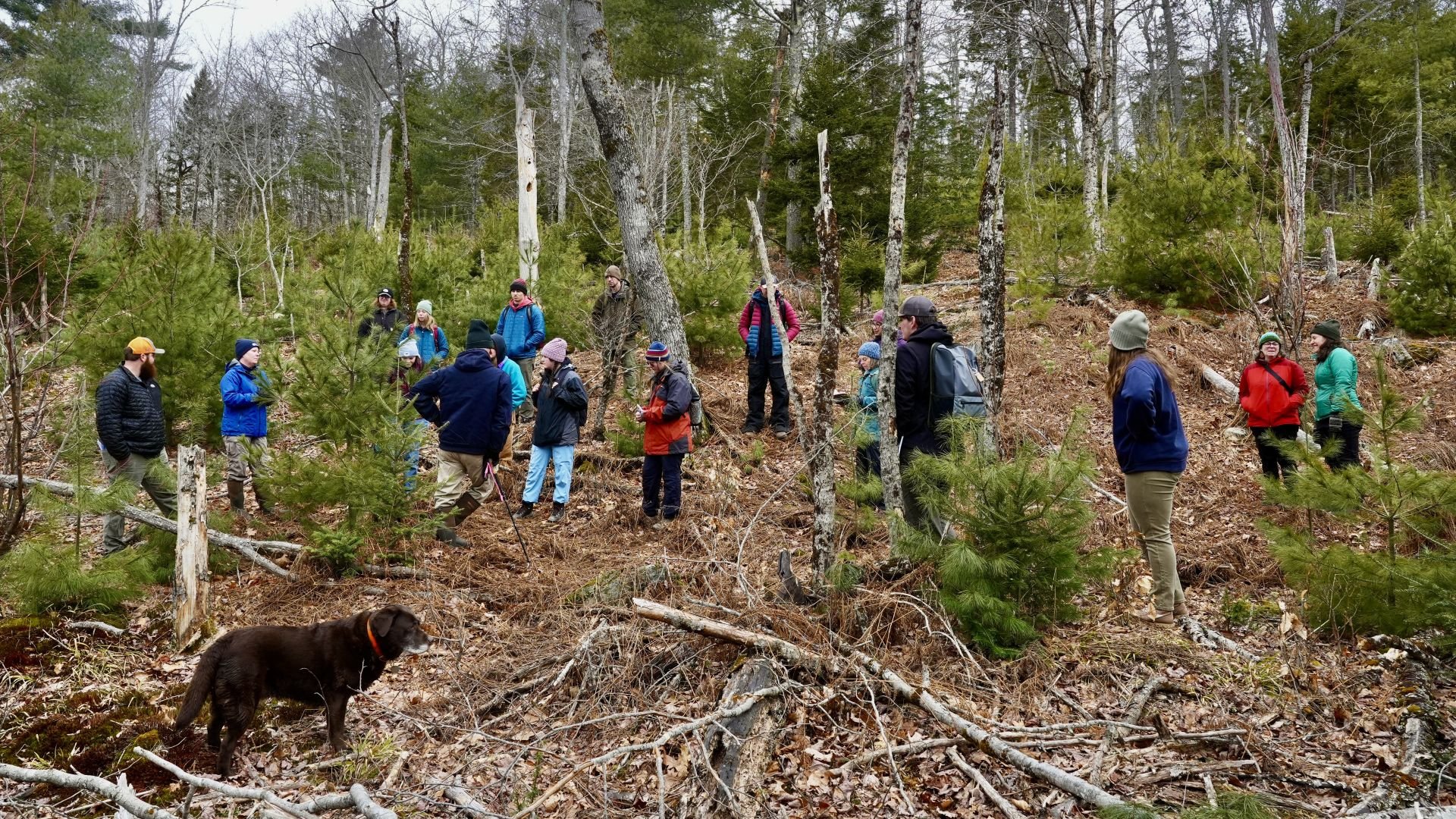 ‘We did things backwards here’: Some Maine landowners see a future in ecological forest management