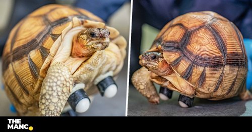 Chester Zoo's newest resident is the 'world's rarest' three-legged tortoise with wheels