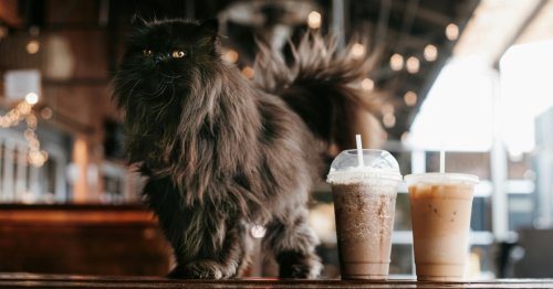How to make a frozen cappuccino: The perfect refreshing coffee drink