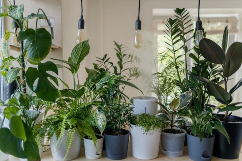 Your Guide to Indoor Gardening For Plants and Vegetables