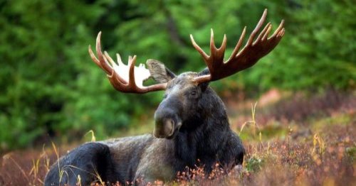 Why you need to be just as wary of moose as bear attacks (and what to do when you encounter one)