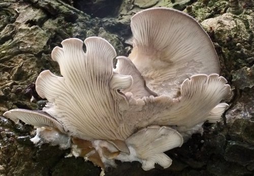 Your complete guide to the under-appreciated (but amazing) oyster mushroom