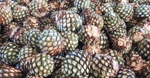 How tequila is made, from harvesting agave to aging anejo