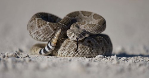 How to treat a snake bite when you’re stuck in a worst-case scenario