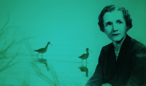 The Poetry of Science and Wonder as an Antidote to Self-Destruction: Rachel Carson’s Magnificent 1952 National Book Award Acceptance Speech