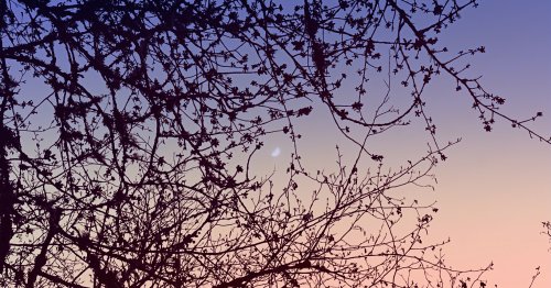 How Should You Live Your Life: Marie Howe’s Spare, Stunning Poem “The Maples”