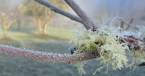 Lichens and the Meaning of Life