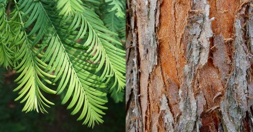The Remarkable Story of the Dawn Redwood: How a Living Fossil Brought Humanity Together in the Middle of a World War