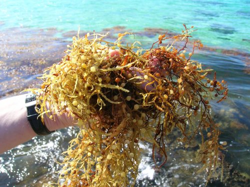 Flesh Eating Bacteria Found in Seaweed Piles on Florida Beaches