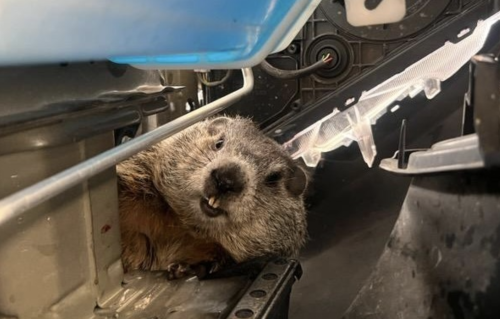 Woman Who Took Her Car For Wash After a Bird Got Caught in the Grill Then Found Another Issue: a Groundhog in the Bumper
