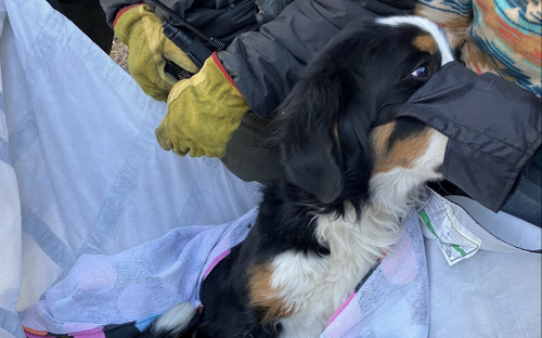 Bernese Mountain Dog Found by Colorado Hikers Two Months After Going Missing