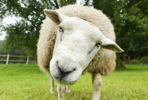 Sheep Break Into Greenhouse, Eat Over 600 Pounds of Marijuana