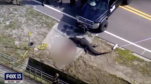 Florida Alligator Caught Dragging Body Down Canal